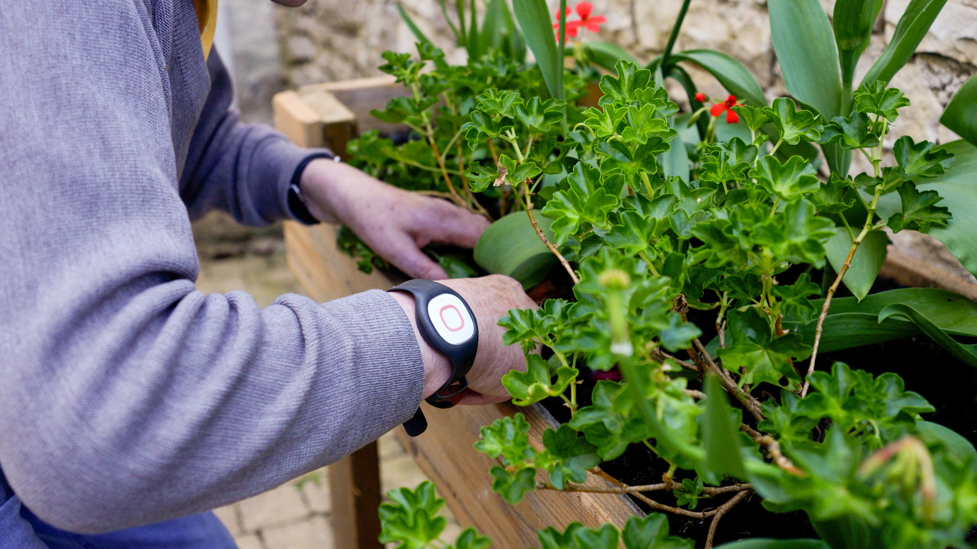 Person gardening in wooden planter wearing smartwatch