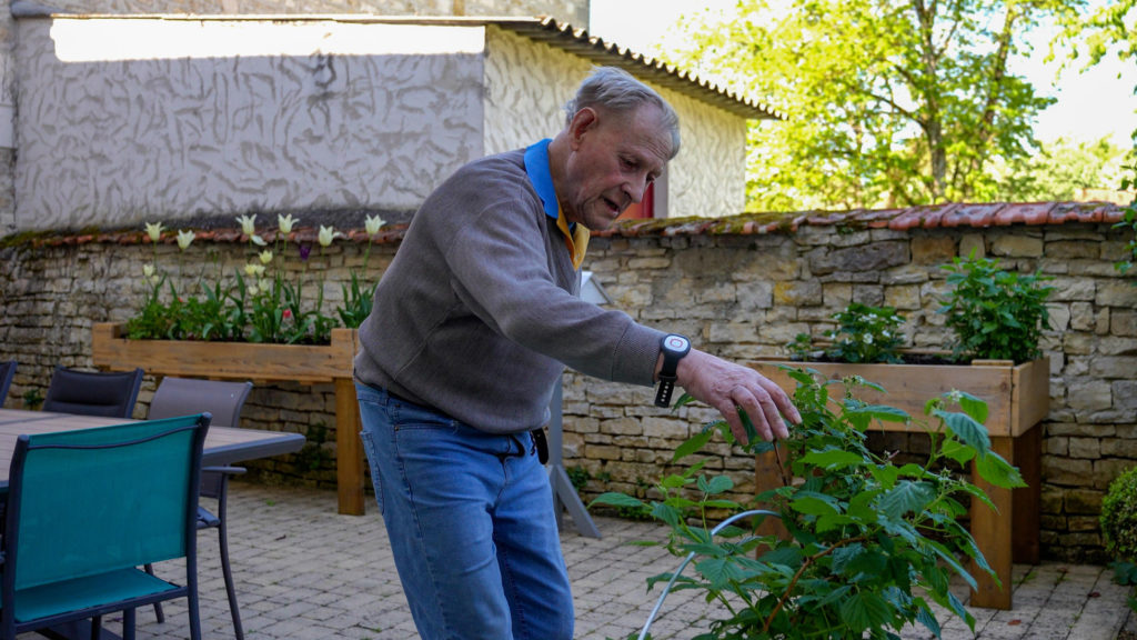 Elderly man tending plants in backyard garden